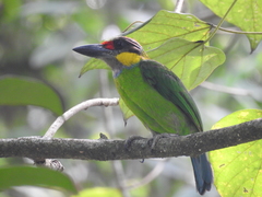 Psilopogon chrysopogon