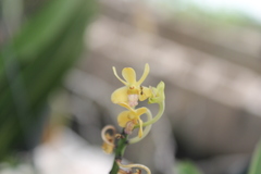 Vanda testacea