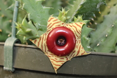 Huernia zebrina