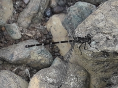 Caledopteryx maculata