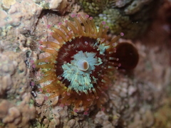 Corynactis australis