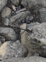 Caledopteryx maculata