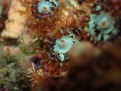 Corynactis australis