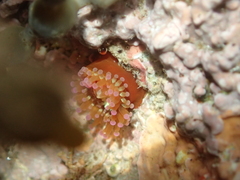 Corynactis australis