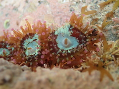 Corynactis australis