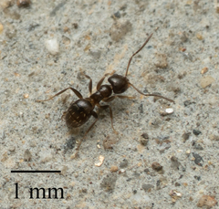 Brachymyrmex patagonicus