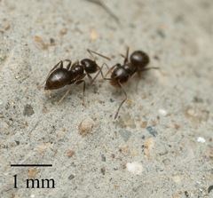 Brachymyrmex patagonicus