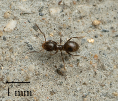 Brachymyrmex patagonicus