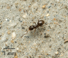 Brachymyrmex patagonicus