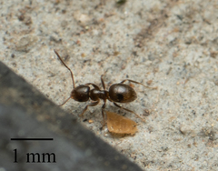 Brachymyrmex patagonicus