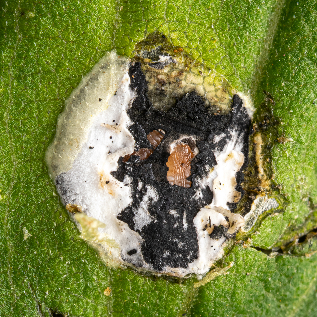 Carbonifera Goldenrod Gall Midge
