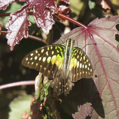 Graphium macfarlanei