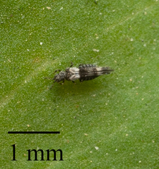 Caliothrips
