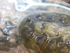 Acanthochitona zelandica