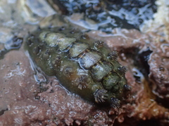 Acanthochitona zelandica