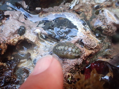 Acanthochitona zelandica