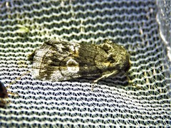 Copanarta aurea