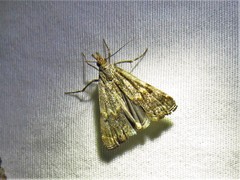 Prionapteryx indentella