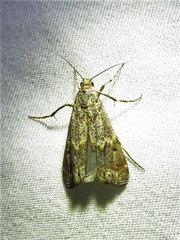 Prionapteryx indentella