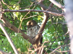 Glaucidium capense