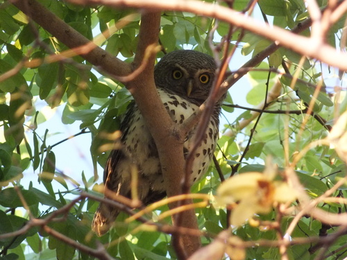 African Barred Owlet