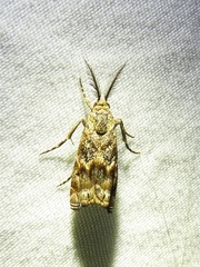 Prionapteryx indentella