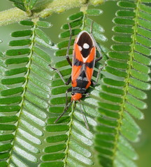 Melanerythrus mactans