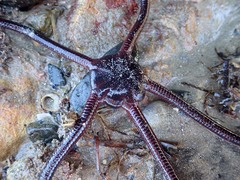 Ophiopsammus maculata