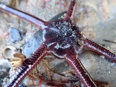 Ophiopsammus maculata