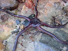 Ophiopsammus maculata