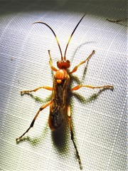 Spilichneumon
