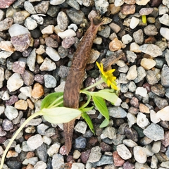 Limax maximus