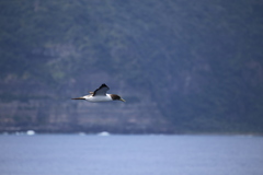 Sula dactylatra tasmani