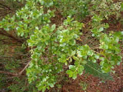 Baccharis conferta