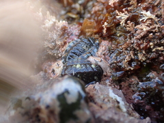 Sypharochiton sinclairi