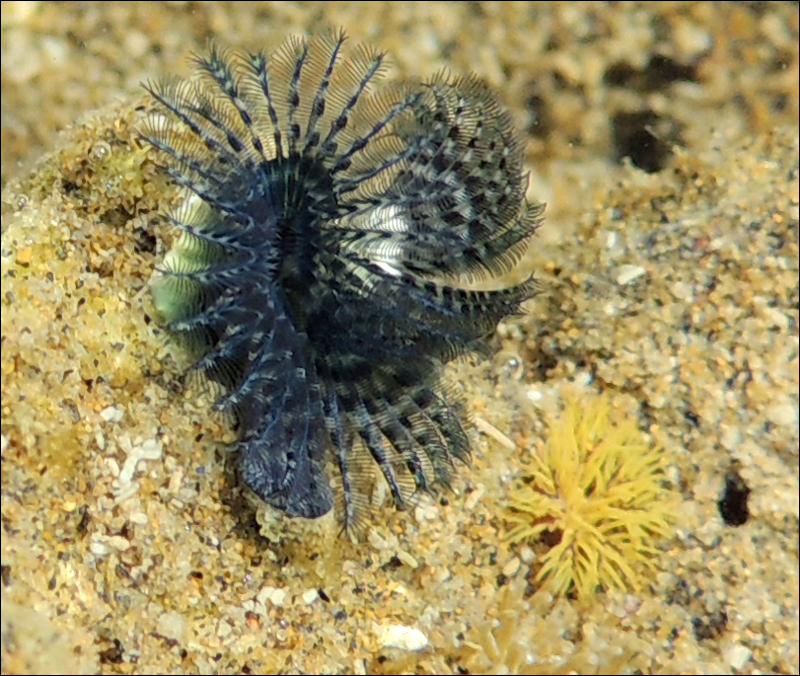 Blue Tube Worm (Intertidal and Coastal Species of the East Coast Bays ...