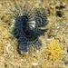 Blue Tube Worm - Photo (c) Jane Percival, some rights reserved (CC BY-NC-SA), uploaded by Jane Percival