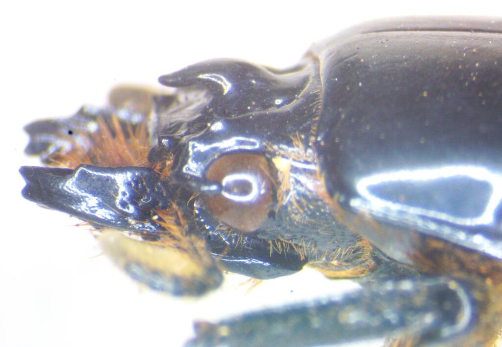 Oileus sargi