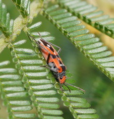 Melanerythrus mactans