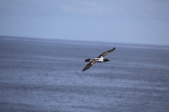 Sula dactylatra tasmani