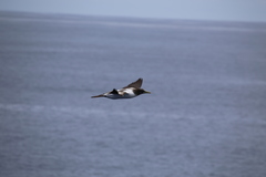 Sula dactylatra tasmani