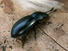 Raiboscelis corvinus