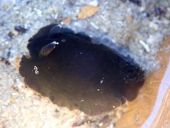 Dendrodoris