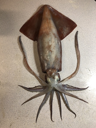 Humboldt Squid (Pacific Northwest Marine Life) · iNaturalist