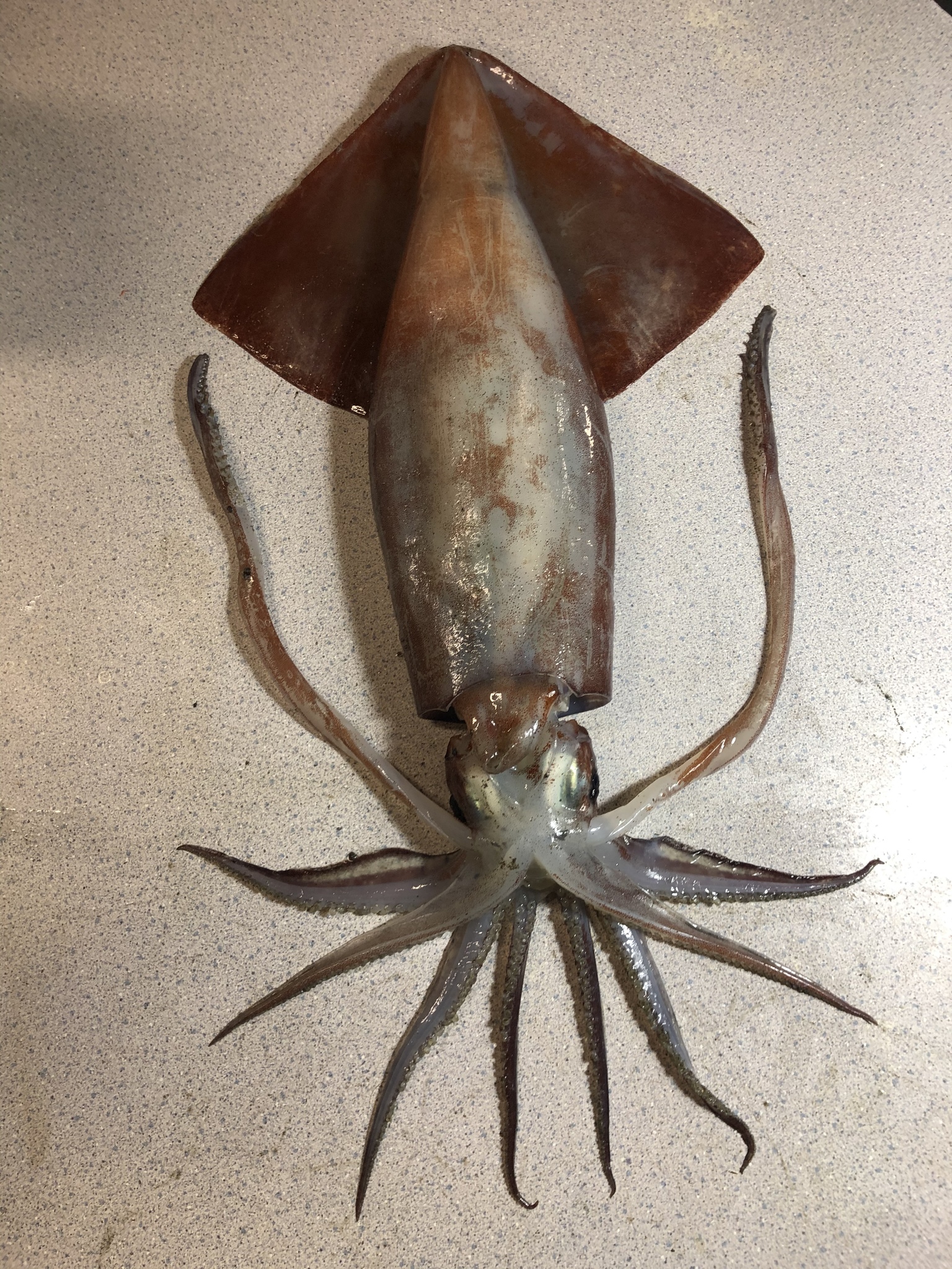 Humboldt Squid (Dosidicus gigas) · iNaturalist Guatemala