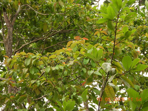 Cratoxylum formosum observed 2025-08-10