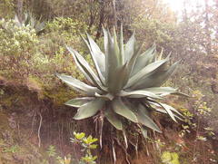 Agave atrovirens