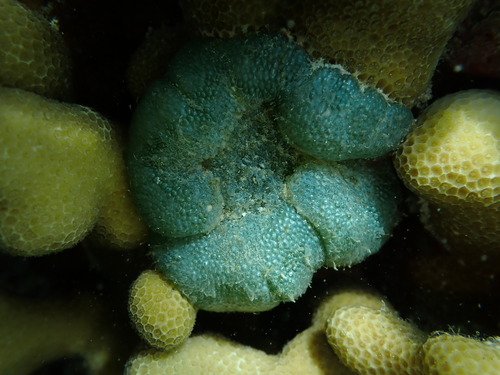 Dictyosphaeria versluysii observed 2025-08-10
