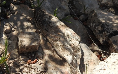 Western Snake-eyed Lizard