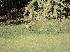 Toxostoma curvirostre